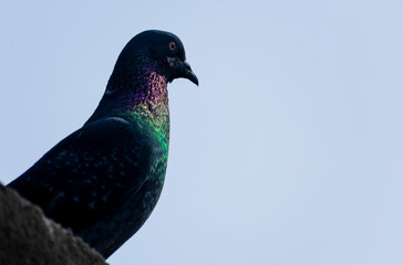 pigeon portrait photo