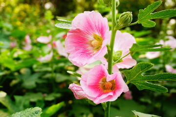 Pink Alcea Rosea  blooming in the garden.