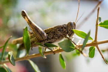 Giant locusts between leaves of bush waiting for the food