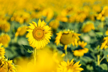 Yellow sunflowers close up. Field of sunflowers, beautiful nature rural landscape. Farm field idyllic scene..