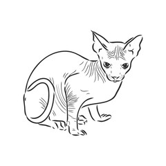 sketch of a sphinx cat, isolated, on a white background. sphinx cat, vector sketch on a white background