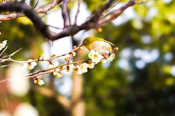メジロと梅の花