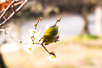 メジロと梅の花