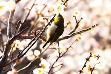 メジロと梅の花