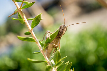 Giant locusts between leaves of bush waiting for the food