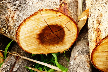 Timber were cut from large trees.