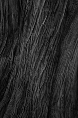Texture of bark wood