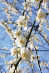 Obraz premium 白梅