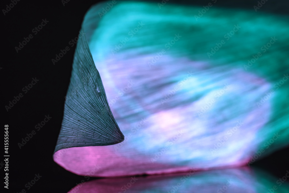Poster close up beautiful leaf in multicoloured neon light on a black. minimalism retro style concept. back