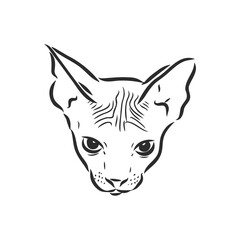 sketch of a sphinx cat, isolated, on a white background. sphinx cat, vector sketch on a white background