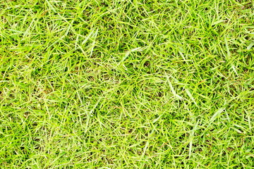 Green grassland texture background (Manila Grass)