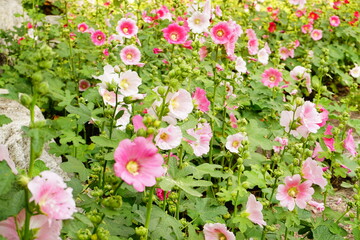 Pink Alcea Rosea  blooming in the garden.