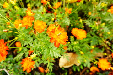 Orange zinnia blooming in the garden.