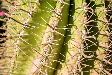 Fototapeta na wymiar Beautiful texture of big green leaf exotic cactus