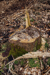 Baumstumpf nach Baumfällung wegen Borkenkäferbefalls 