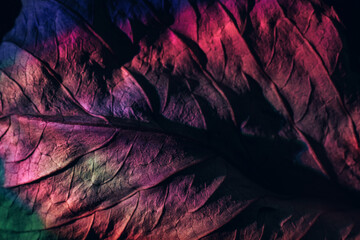 Close up Beautiful abstraction  leaf texture in red neon light. Minimalism retro style concept. Background pattern for design. Macro photography view.