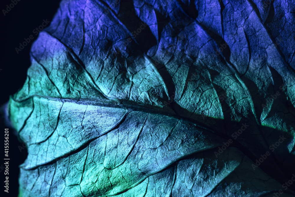 Aufkleber Close up Beautiful abstraction  leaf texture in multicoloured neon light. Minimalism retro style concept. Background pattern for design. Macro photography view.