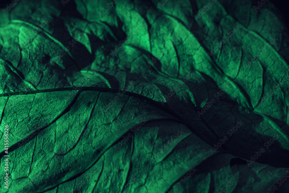 Poster close up beautiful abstraction leaf texture in green neon light. minimalism retro style concept. bac