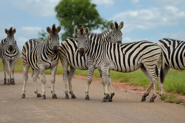 2 Two Zebra Equus standing togetherin the veld in rietvlei nature reserve in Pretoria South Africa.
Very cute and cuddly