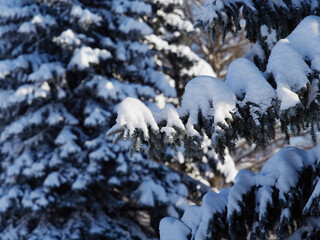 Green spruce with cones with snow and frost on a blue sky background, close-up, winter still life, Christmas card, greeting, copy space