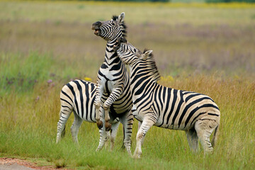 Fototapeta na wymiar Zebra fighting for Dominance over females in mating season in the herd. Biting and kicking at each other until one backs out or runs away. Rietvlei Pretoria Gauteng South Africa