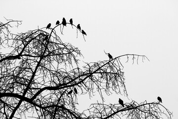 Birds singing on a dry tree branch