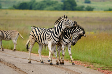 Zebra fighting for Dominance over females in mating season in the herd. Biting and kicking at each other until one backs out or runs away. Rietvlei Pretoria Gauteng South Africa