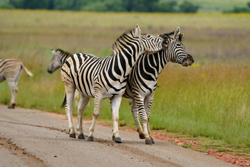 Naklejka premium Zebra fighting for Dominance over females in mating season in the herd. Biting and kicking at each other until one backs out or runs away. Rietvlei Pretoria Gauteng South Africa