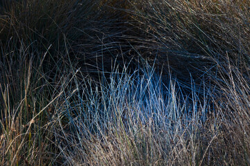 Bosque de Riofrio, Segovia, Castilla y León, España, Europa