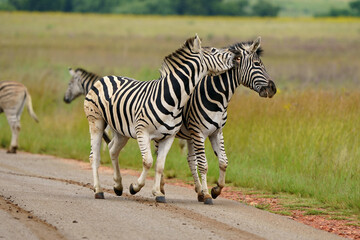 Naklejka premium Zebra fighting for Dominance over females in mating season in the herd. Biting and kicking at each other until one backs out or runs away. Rietvlei Pretoria Gauteng South Africa