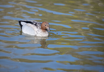 Australian Wood Duck (Chenonetta jubata) 