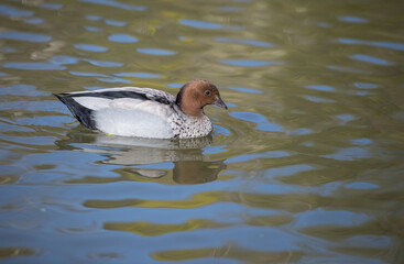 Australian Wood Duck (Chenonetta jubata) dabbling duck