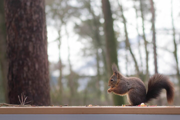 Cute red squirrel foraging hazelnuts