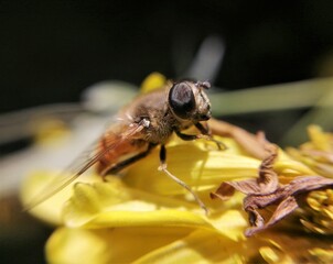 Wasp collecting pollen on yellow flower.