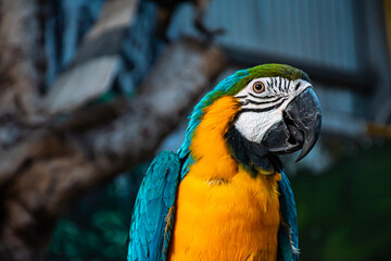 Macaw, a colorful, intelligent, cute parrot