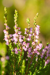 Low-growing evergreen common heather, Calluna vulgaris flowering in purple blooms during the end of...
