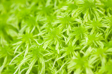 Bright green background of lush green growing peat moss (Sphagnum)