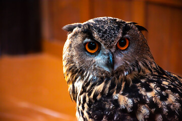 Owl,face owl with big round eyes, dark orange color.