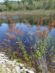 a lake in the Papineau-Labelle Wildlife Reserve, Quebec, Canada, May