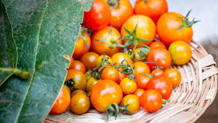 Indian organic tomato