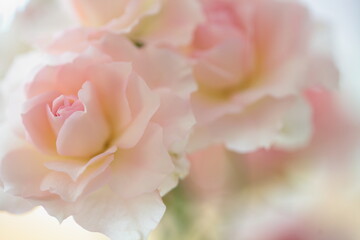 ピンク色のバラ
