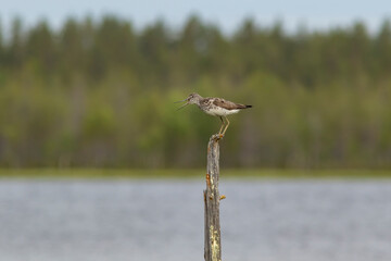 Adult common greenshank (Tringa nebularia) 