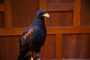 Sharp-faced hawk, face and beak With round, dark orange eyes
