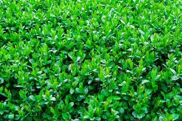 Close up of bush leaves with dew drops. Green background from wet leaves. Background for a poster about ecology.