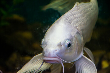 fish in aquarium