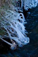 Bosque de Riofrio, Segovia, Castilla y León, España, Europa