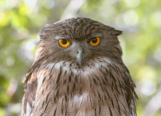 Owl; wise owl; owl eyes; Staring owl; brown fish owl from Sri Lanka; bird of prey; macro; night;...