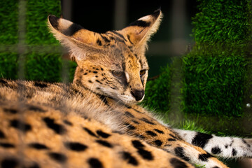 Serval Wild Cat Dark brown with big black dots in the zoo
