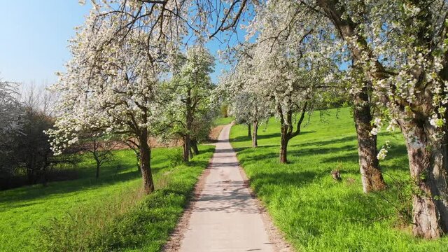 Gently moving through a rural idyll with blossoming trees, a fresh green meadow and clear blue sky on a sunny spring morning