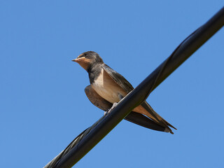 Barn swallow hatchlings, Hirundo rustica, fresh from the nest being fed by their mother, Onteniente, Spain.